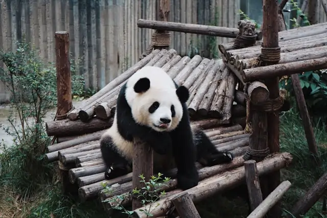 Panda in ChengDu